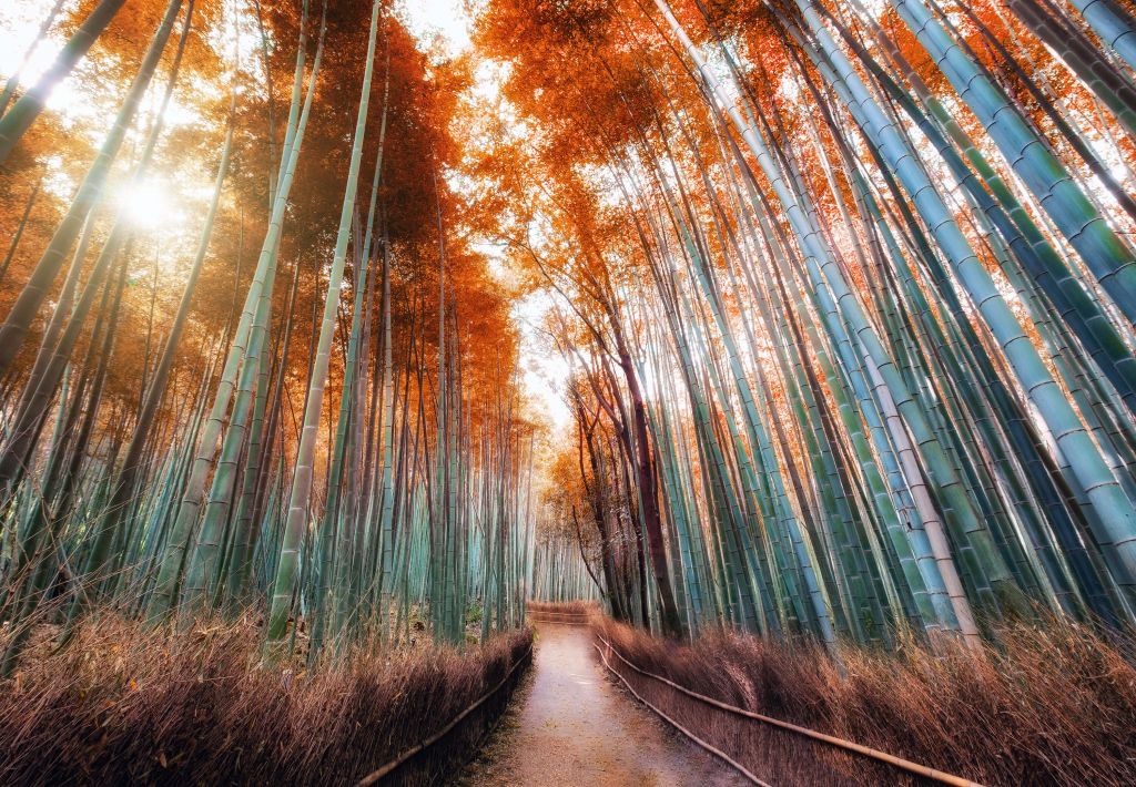 Jesienny las bambusowy
