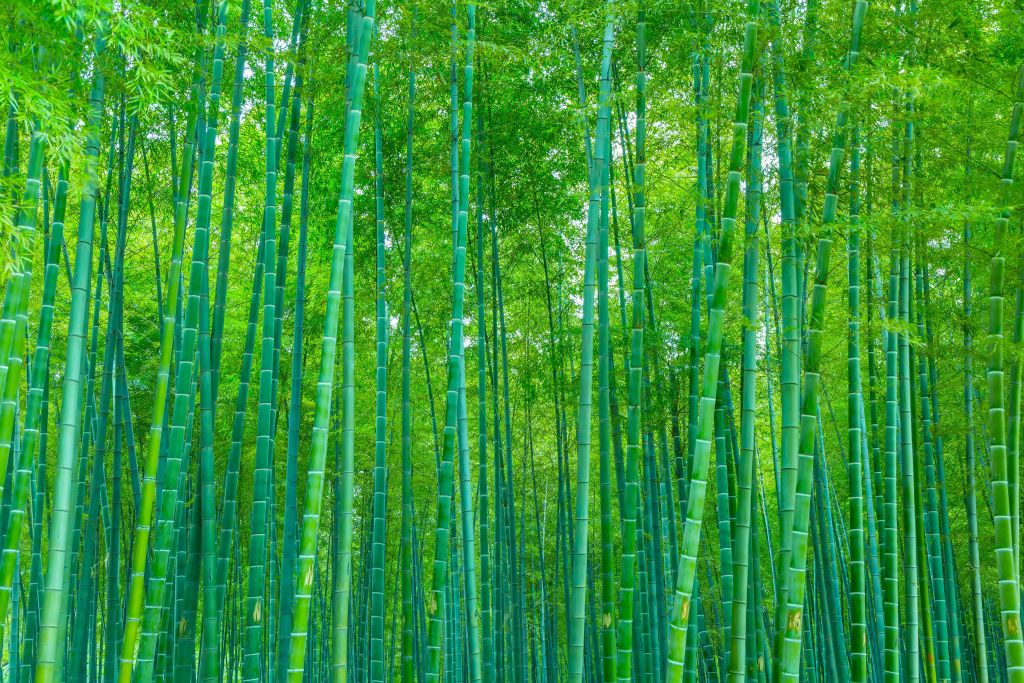 Zielony las bambusowy