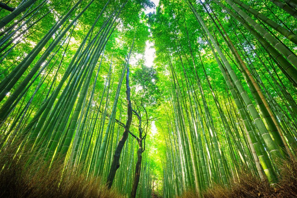 Las bambusowy w Arashiyama