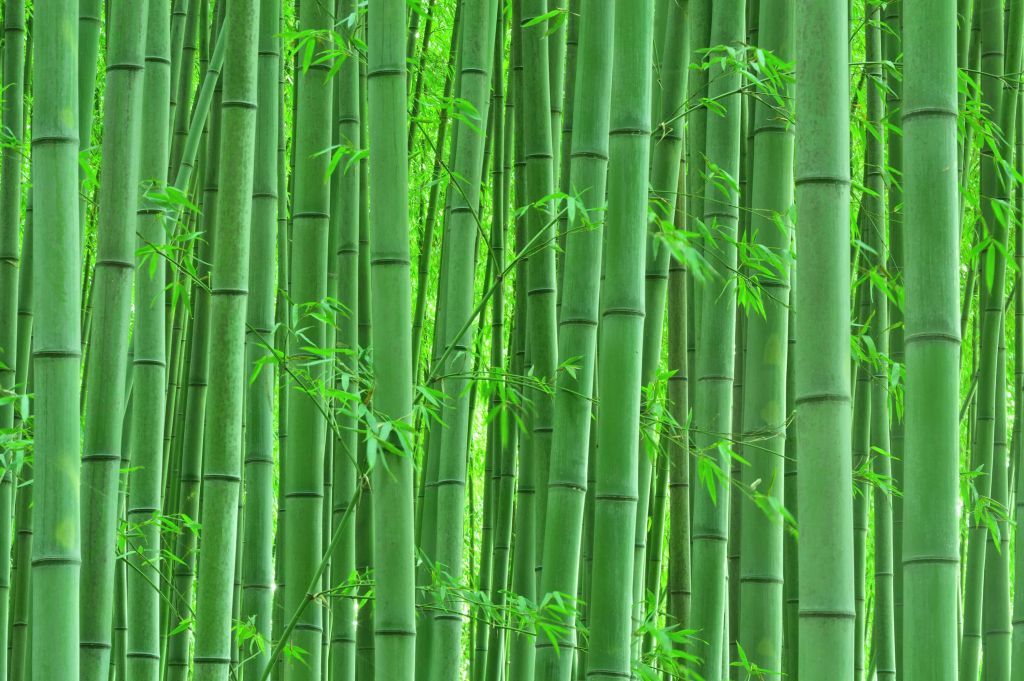 Zbliżenie na las bambusowy