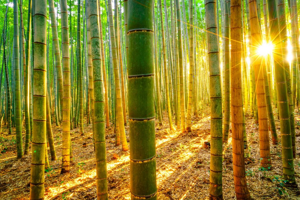 Las bambusowy o wschodzie słońca