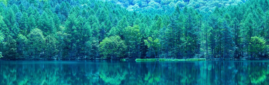 Jezioro w zielonym lesie
