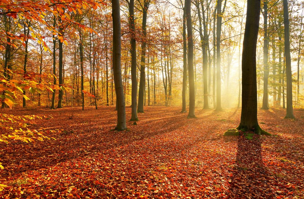 Jesienny poranek w lesie