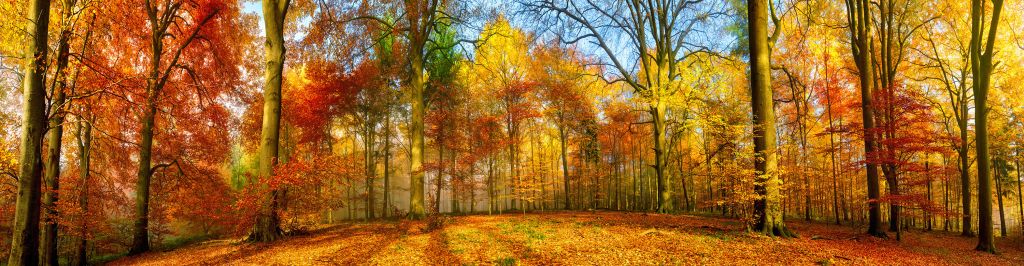 Kolorowa panorama lasu