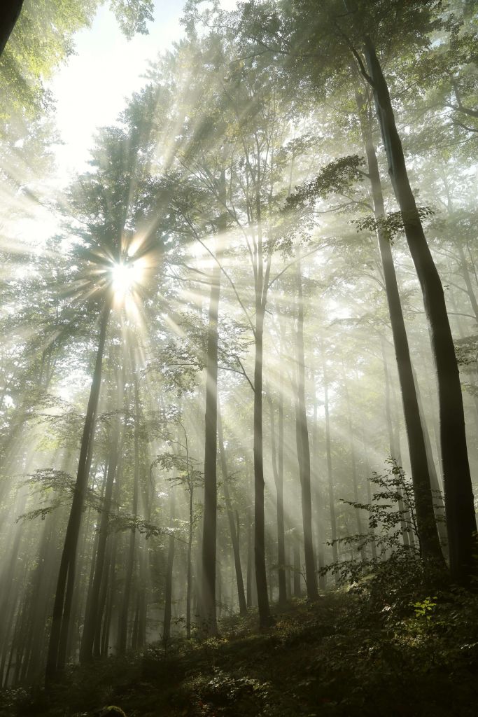Las w mglistej pogodzie