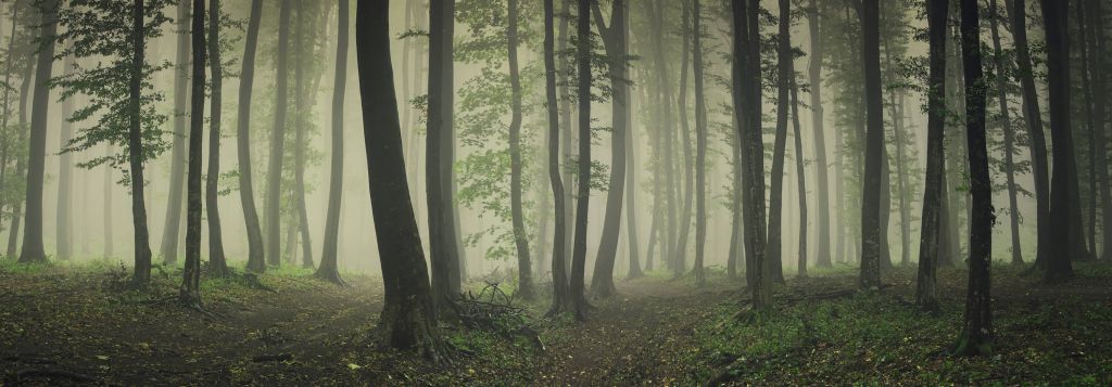 Mgła w zielonym lesie