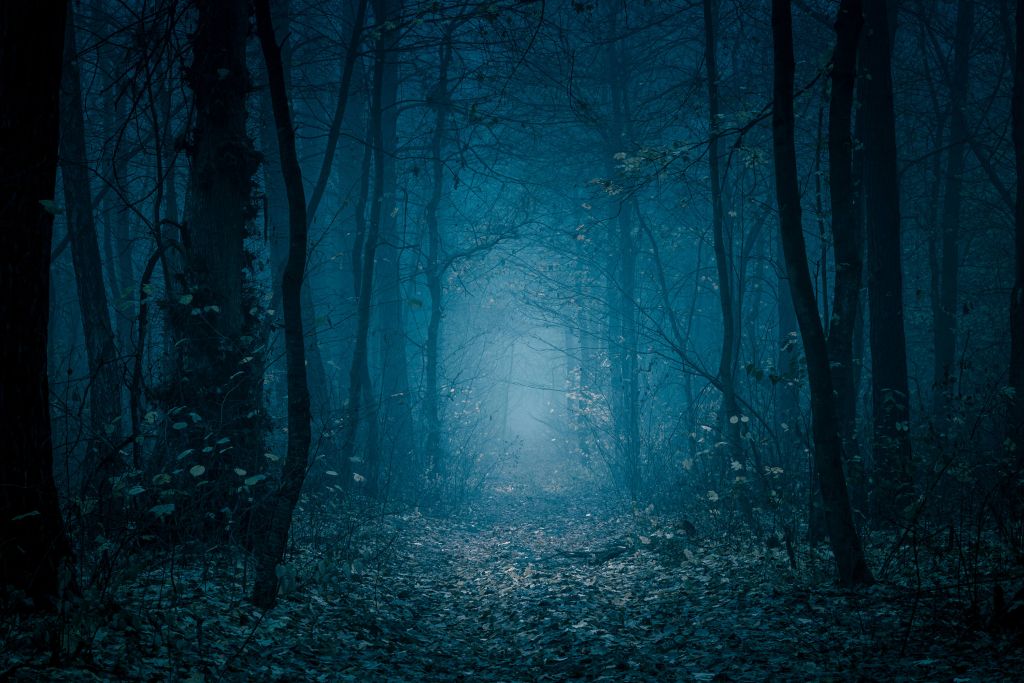 Niebieska ścieżka leśna
