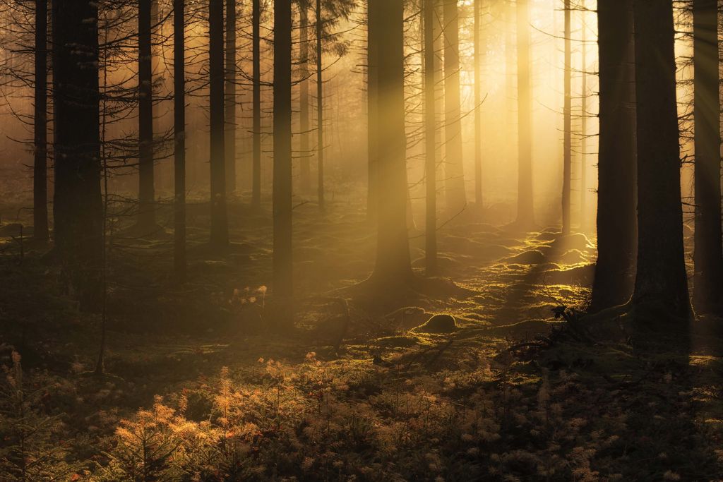 Ciemny jesienny las