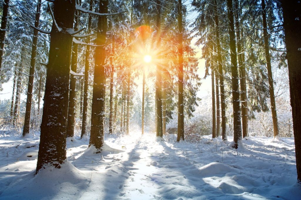 Światło słoneczne w zimowym lesie