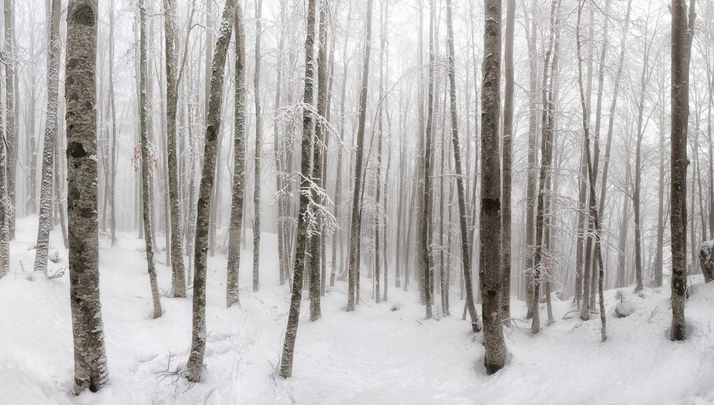 Śnieg w lesie bukowym