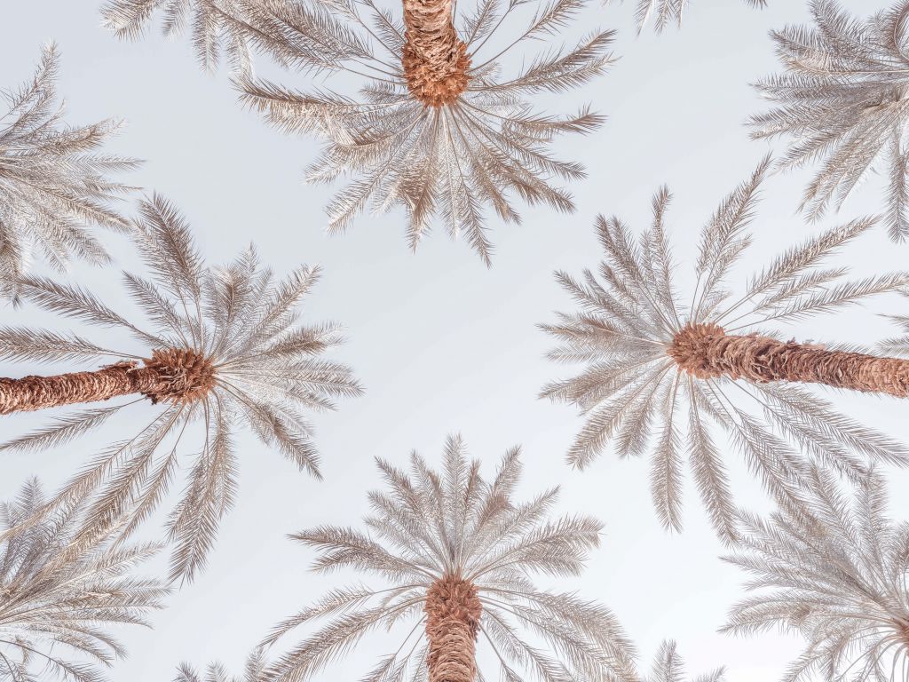 Letnie palmy