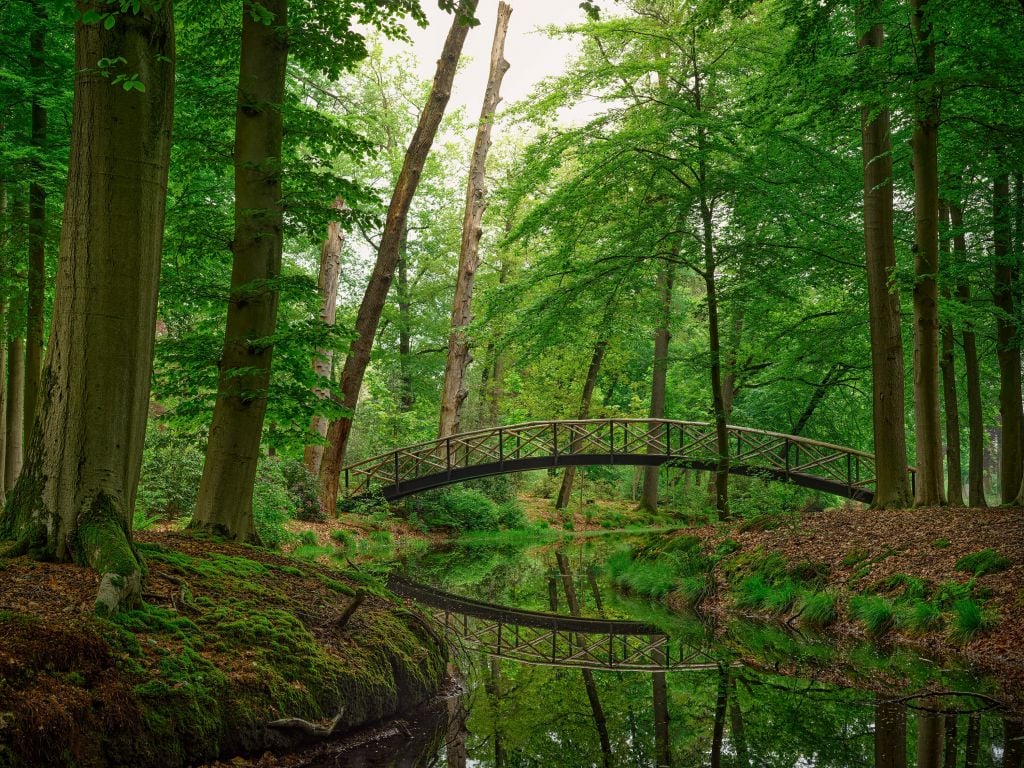 Most łukowy w lesie