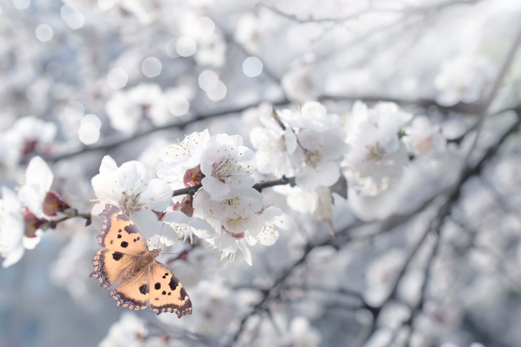 Motyl z białymi kwiatami