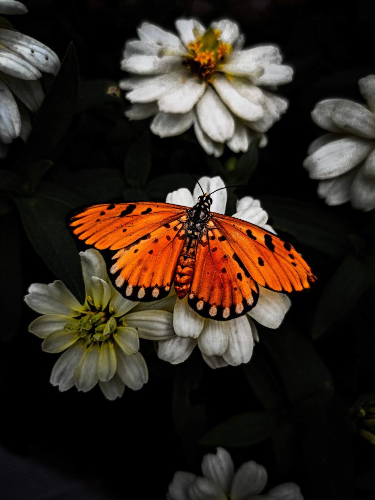 Motyl monarchy na kwiecie