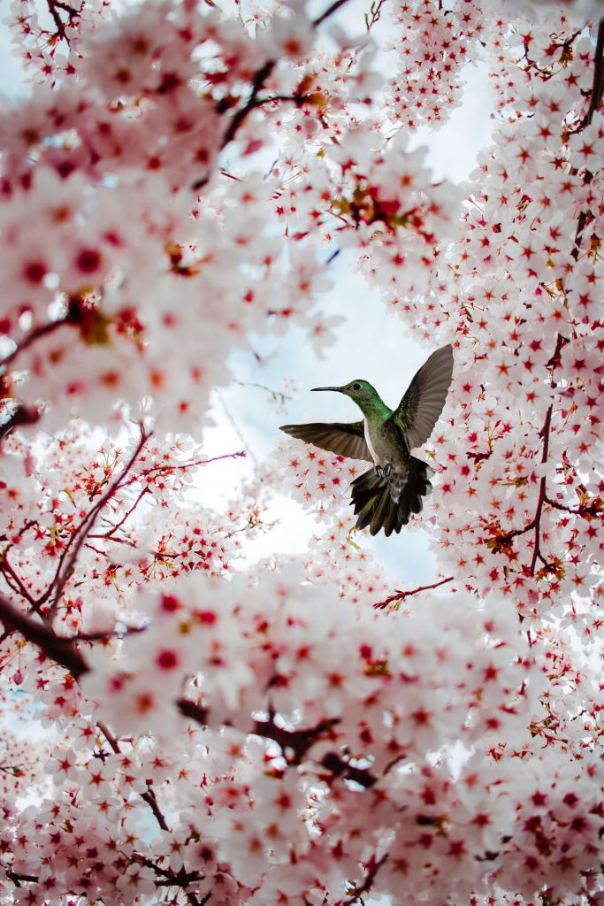 Koliber między kwiatami