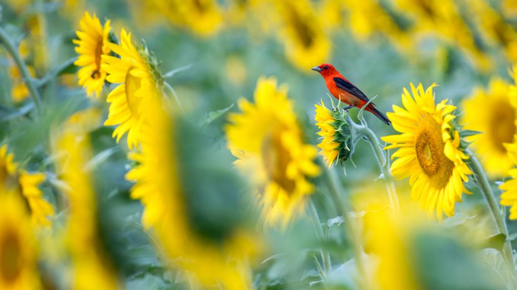 Pole słoneczników z czerwonym ptakiem