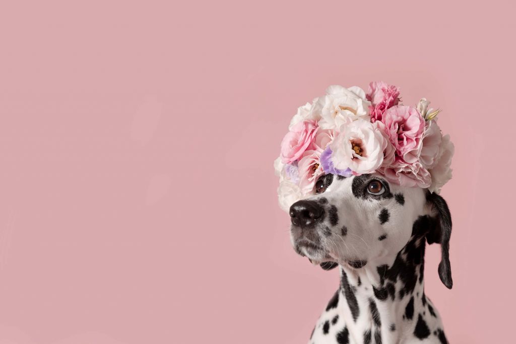 Dalmatyńczyk z kolorowymi kwiatami