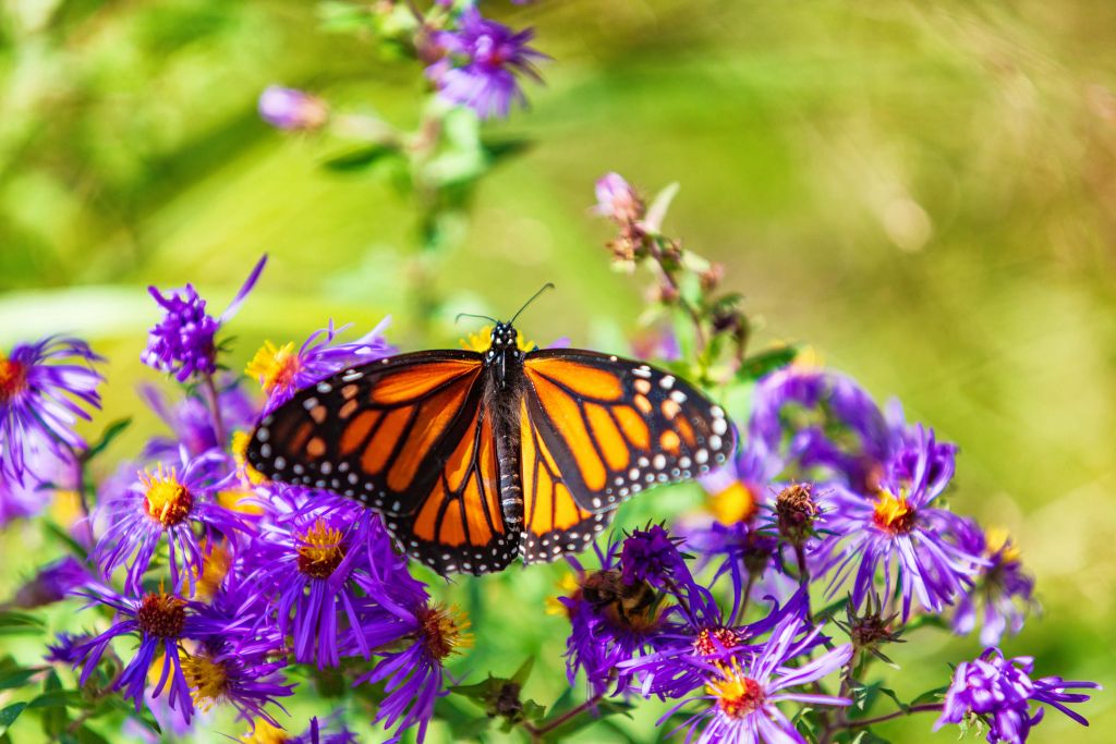 Fioletowe kwiaty i motyl Monarcha