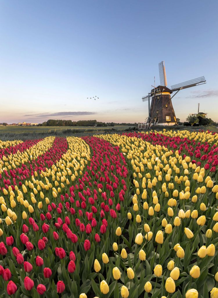 Holenderskie pole tulipanów