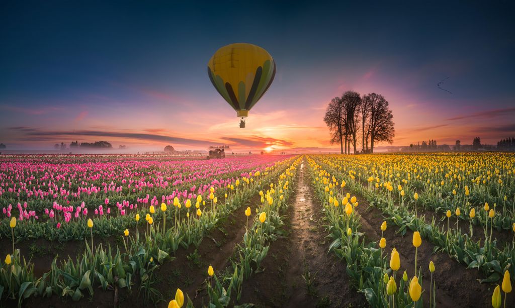 Różowo-żółte pole tulipanów