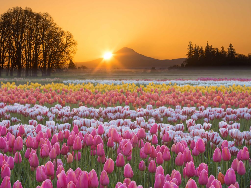 Kolorowe pole tulipanów