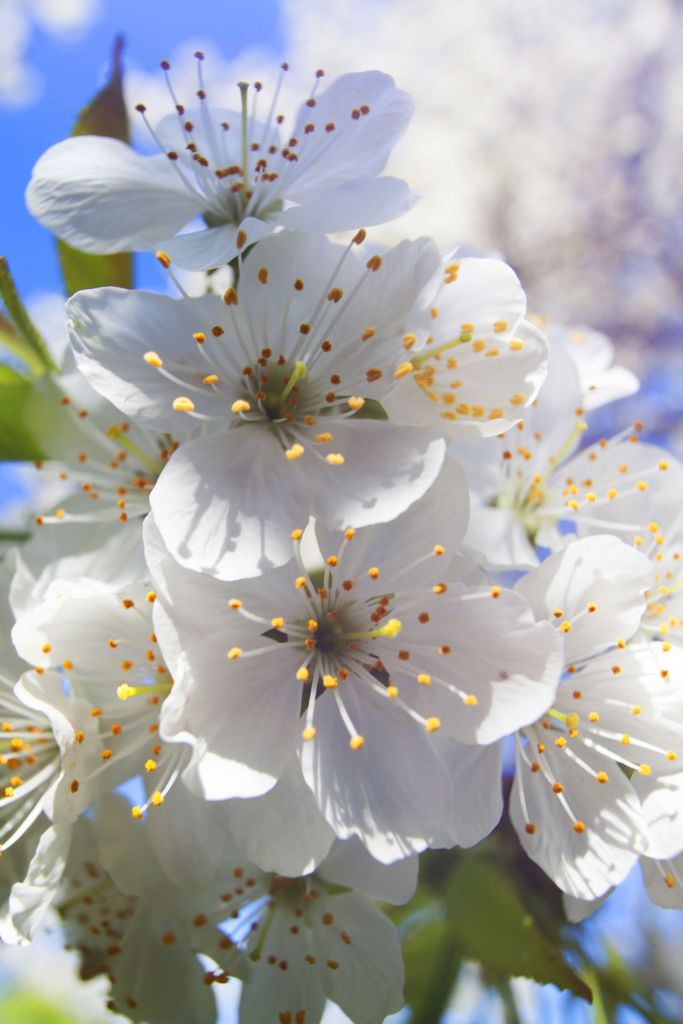 Zbliżenie na białe kwiaty