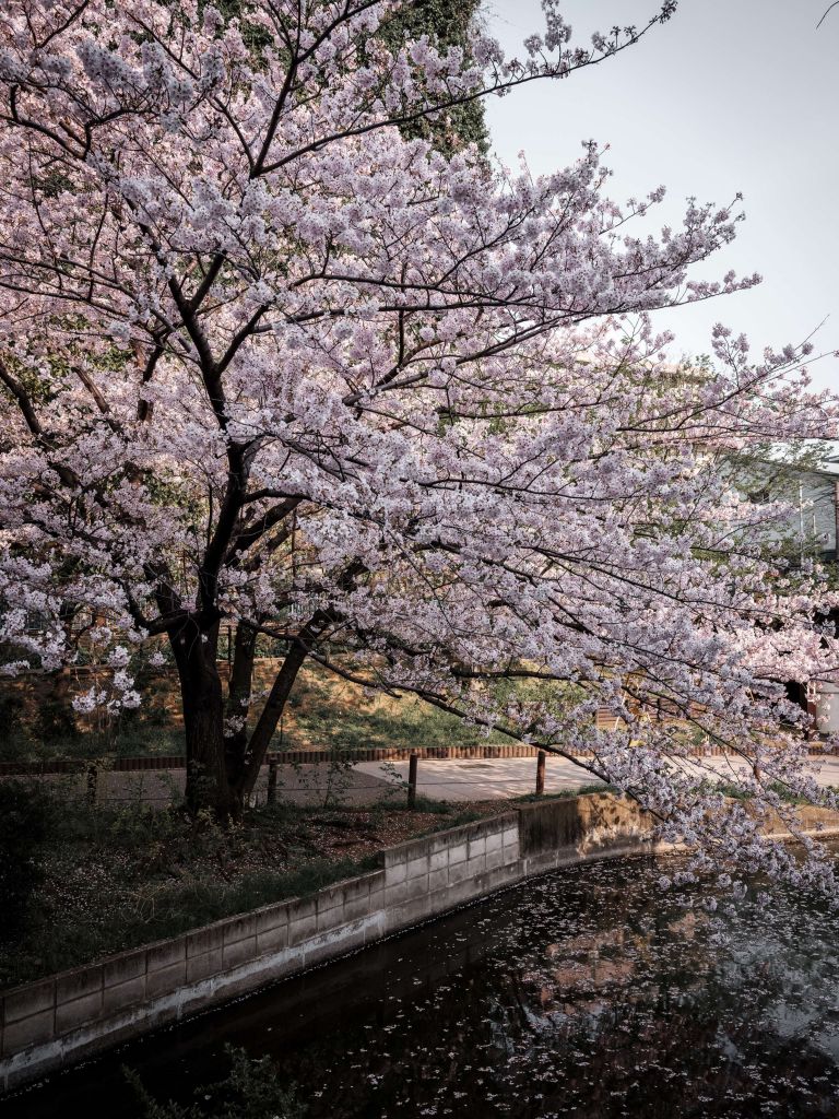 Japońskie drzewo kwiatowe