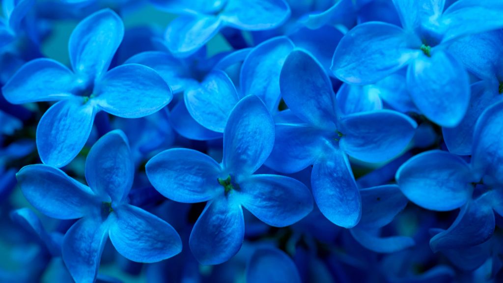 Zbliżenie na niebieskie kwiaty