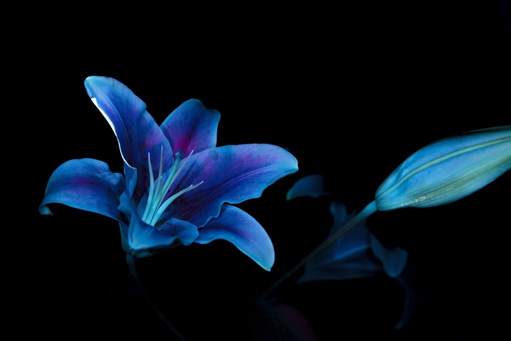 Kwiaty ultrafioletowe