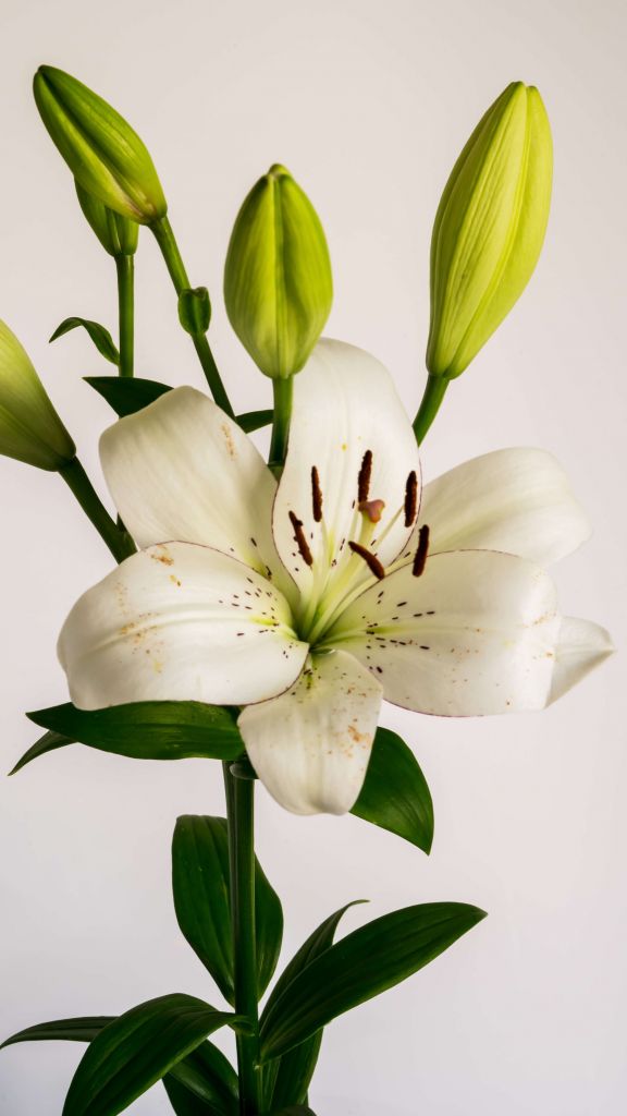 Kwiat białej lilii