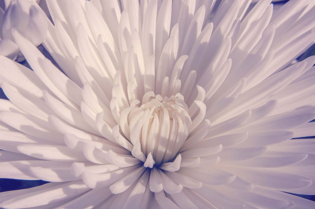Biały kwiat w zbliżeniu
