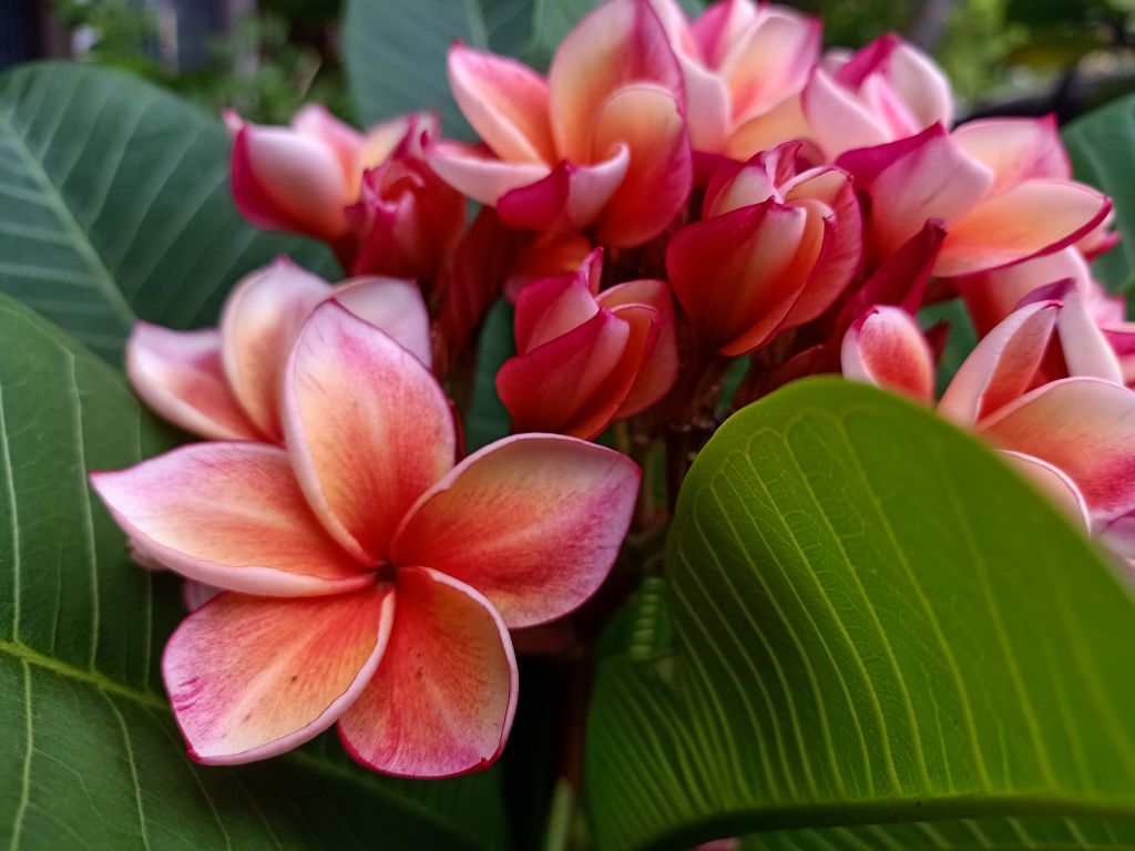 Kwiaty tropikalne