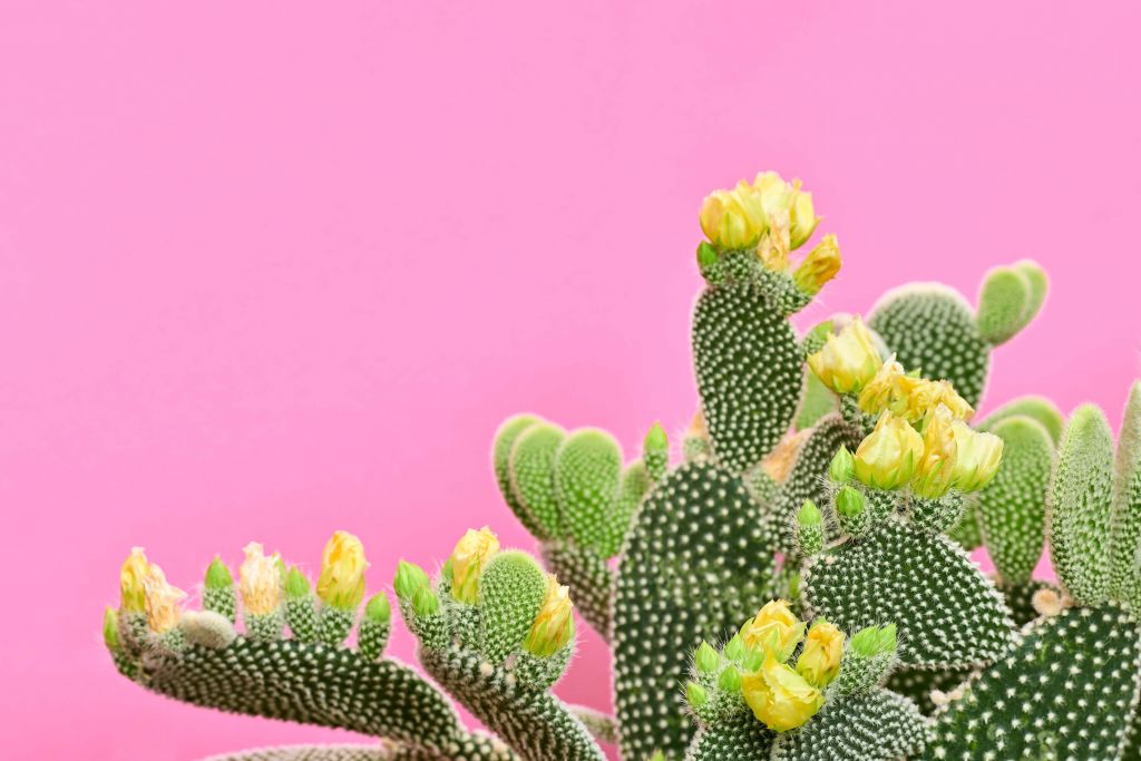 Wesoły kaktus
