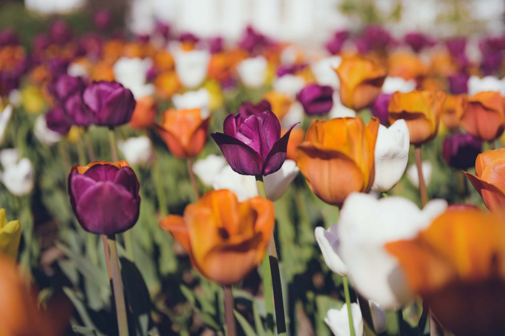 Kolorowe tulipany w stylu vintage
