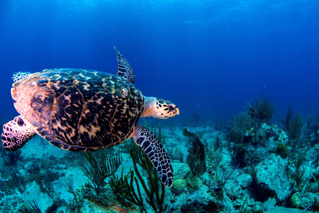 Pływający żółw w oceanie