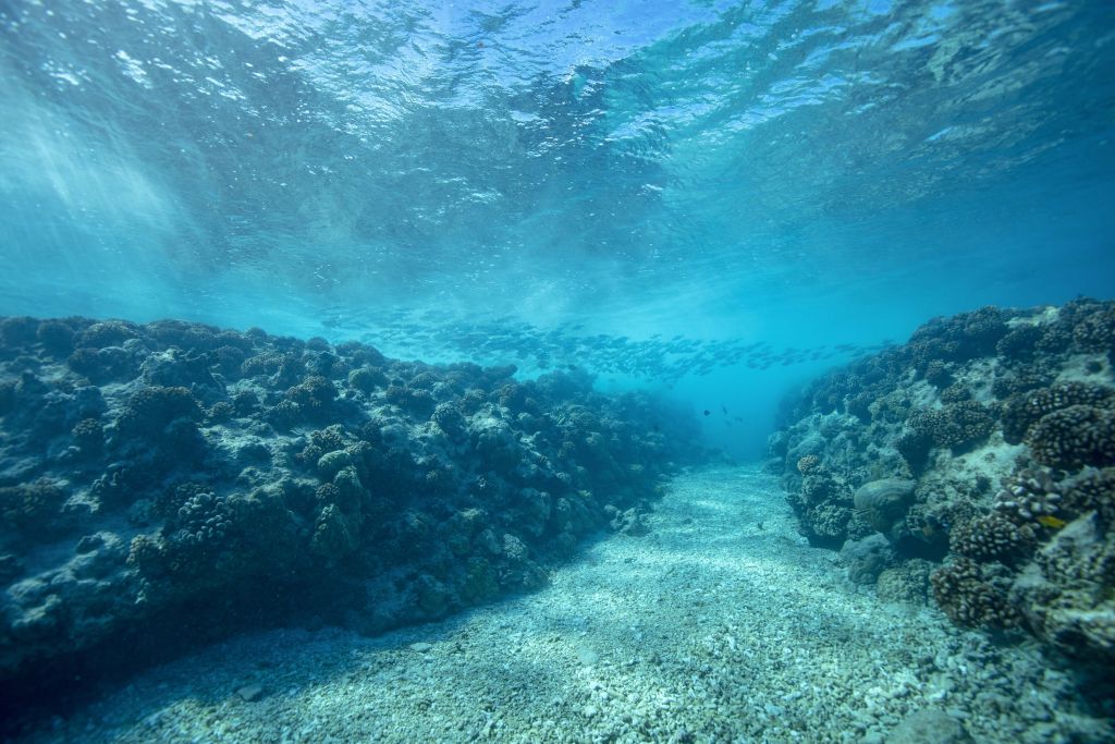 Podwodny świat z koralowcami