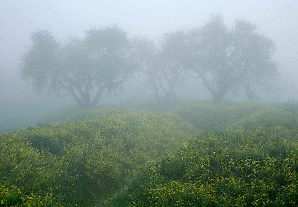 Drzewa w gęstej mgle