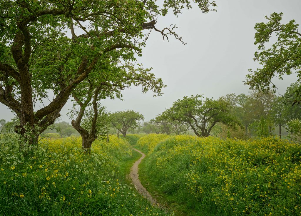 Ścieżka przez wzgórza z żółtymi kwiatami