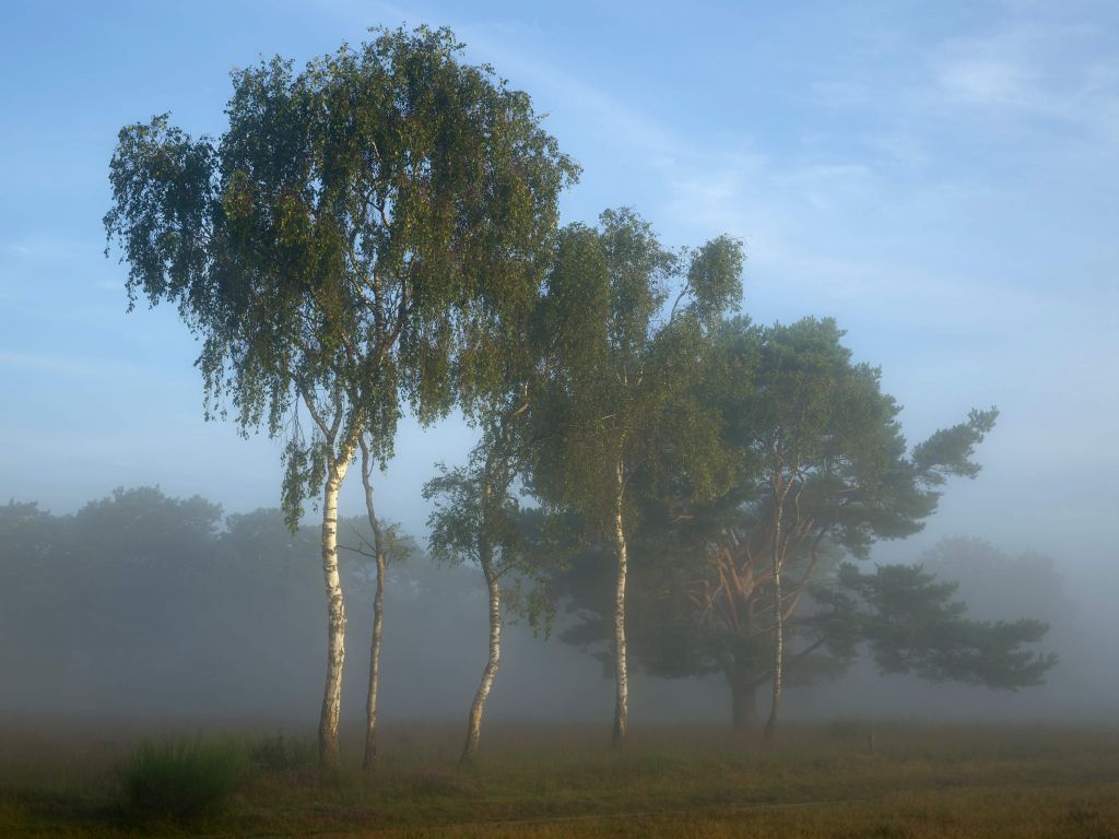 Drzewa w rzędzie z mgłą