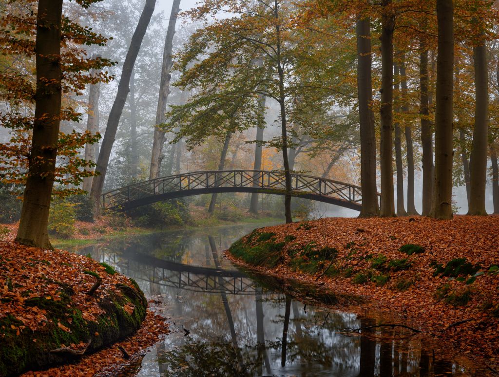 Most w jesiennym lesie