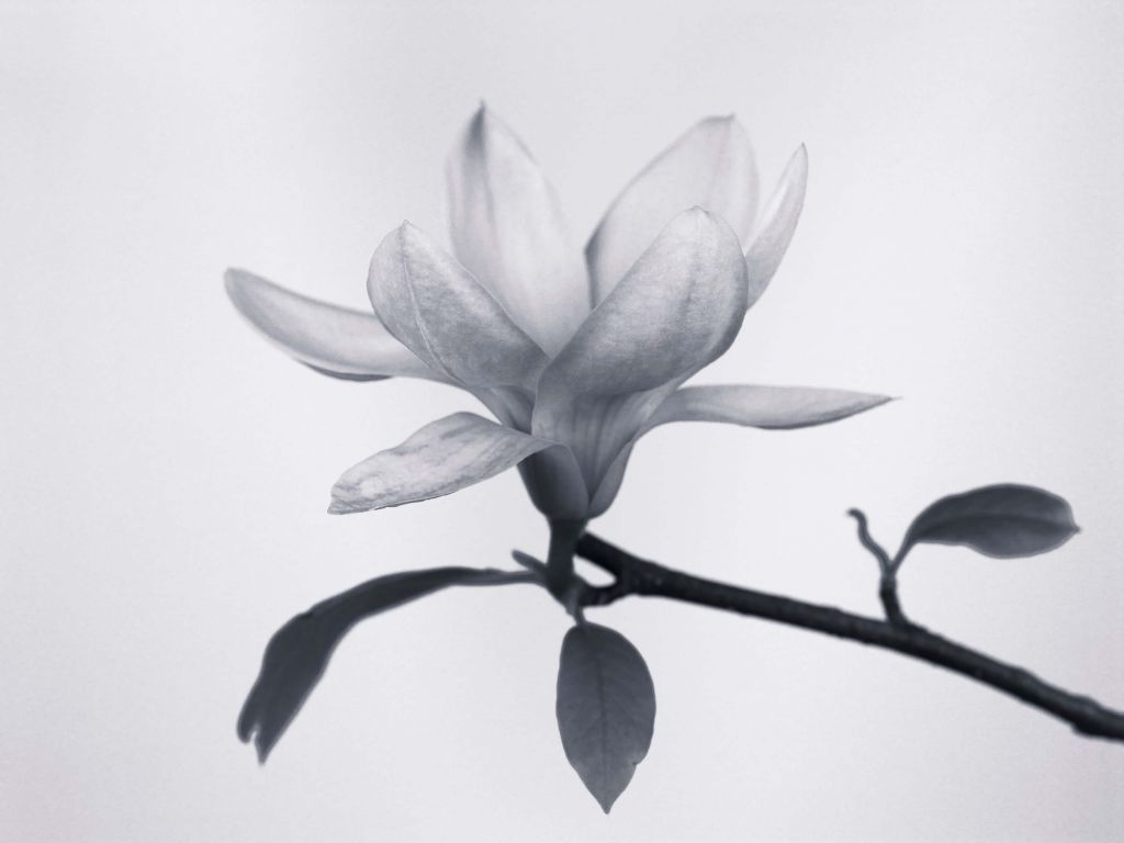 Piękna magnolia
