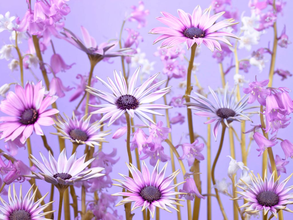 Kolorowe fioletowe kwiaty