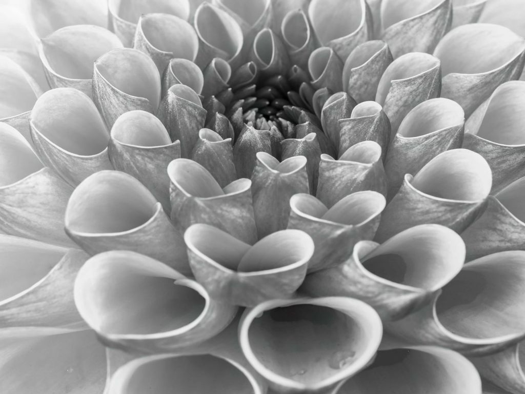 Zbliżenie na dalię