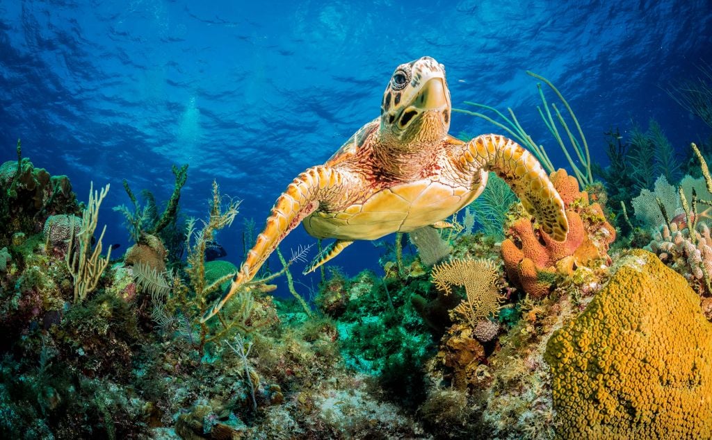 Hawksbill turtle swimming through Caribbean reef