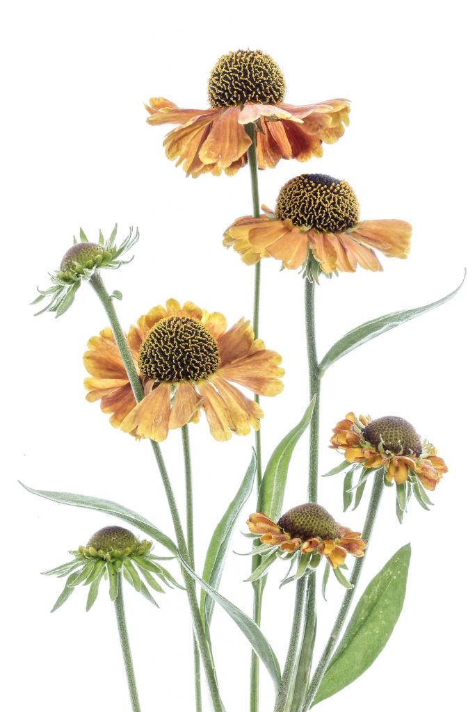 Helenium żółte