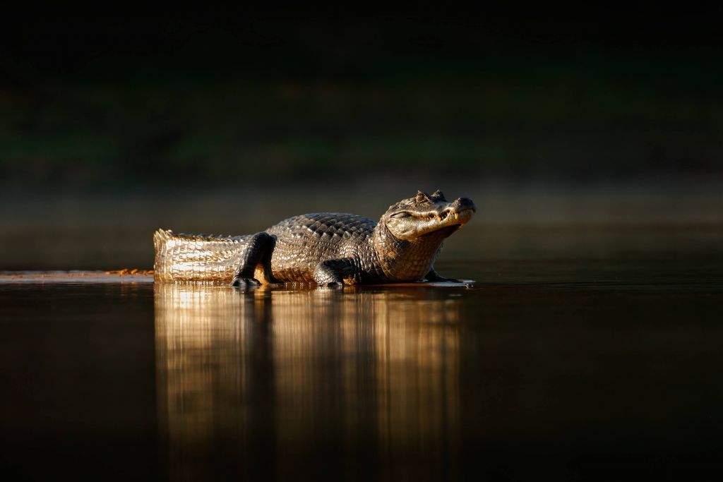 Krokodyl w wieczornym słońcu