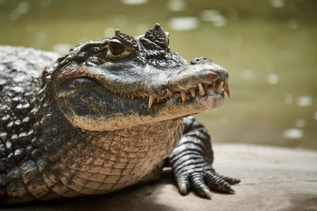 Młody krokodyl w pobliżu jeziora