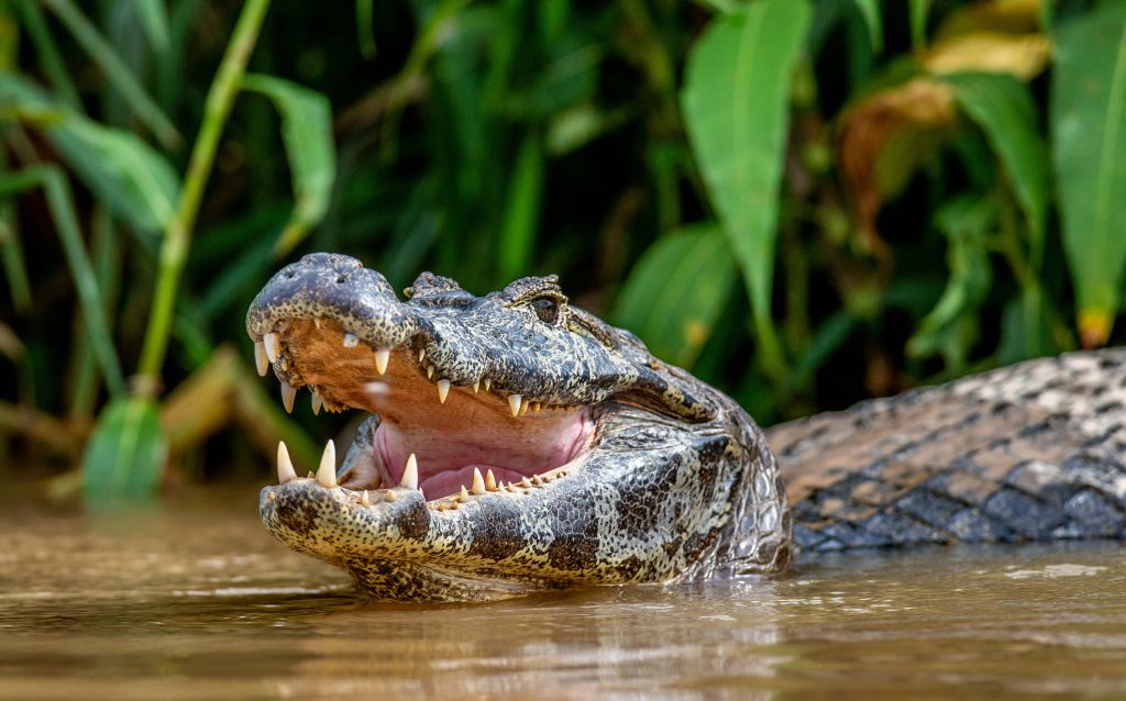 Krokodyl w jeziorze