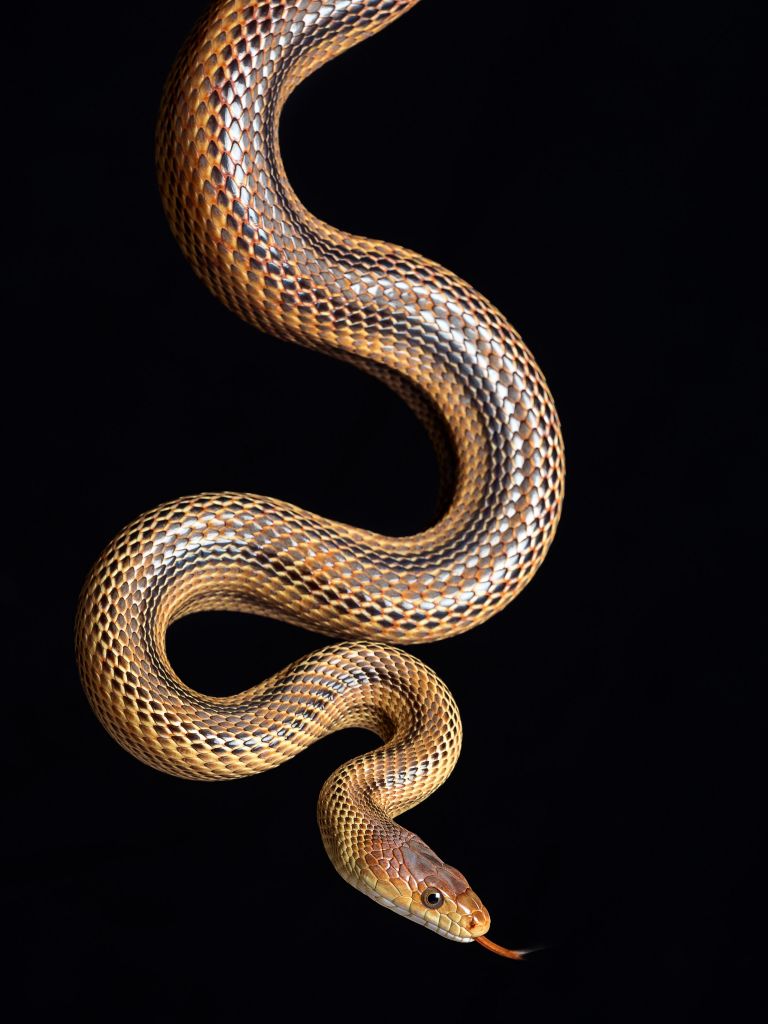 Wąż stepowy