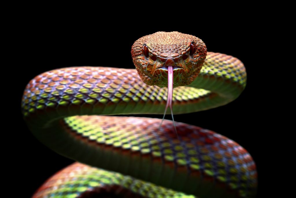 Wąż żmijowy